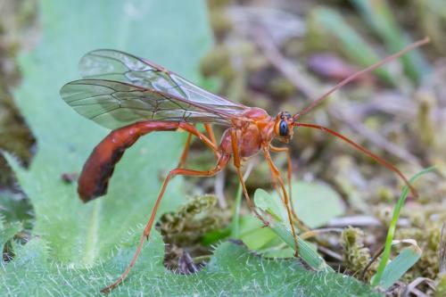Enicospilus undulatus